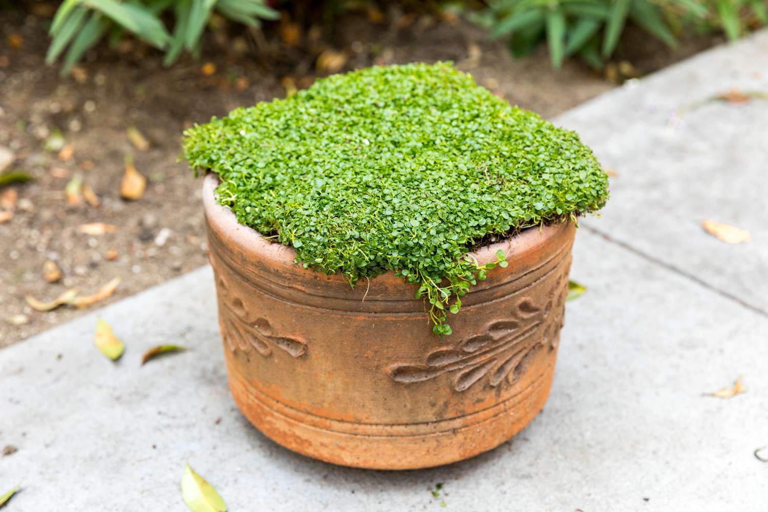 Young Corsican Mint Seedlings Growing in Partial Shade