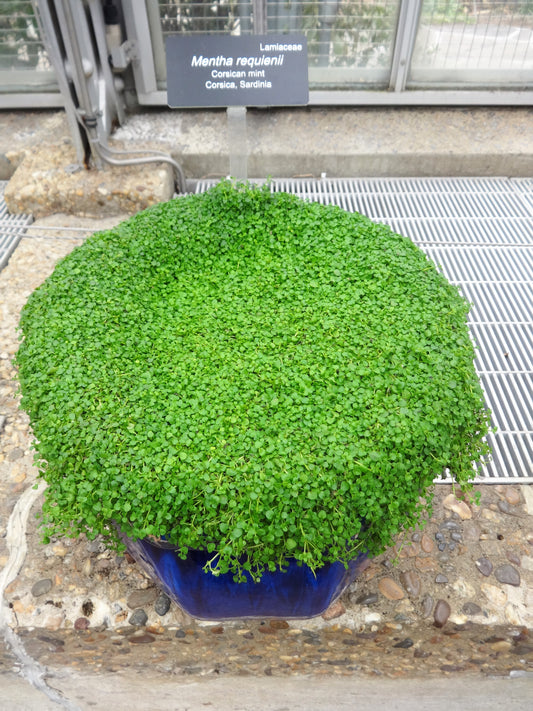 Corsican Mint Mentha Requienii Seeds for Ground Cover Planting