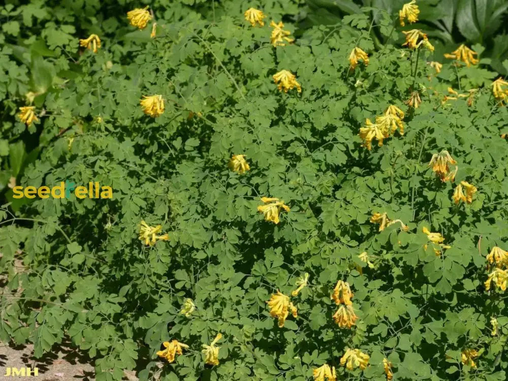 Corydalis Lutea Seeds For Planting  Yellow Flower Plant