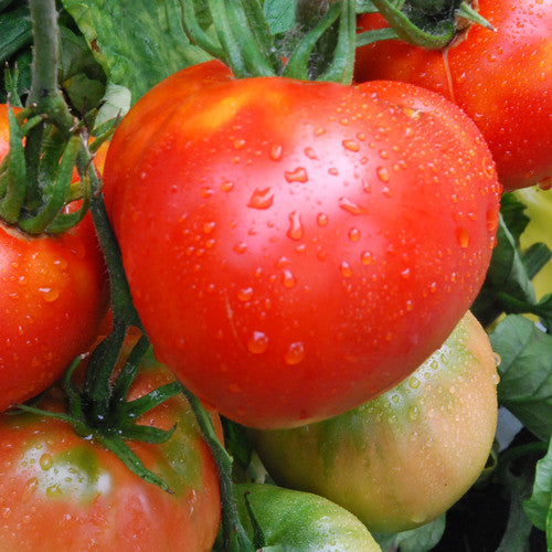 Cosmonaut Volkov tomato seeds growing guide