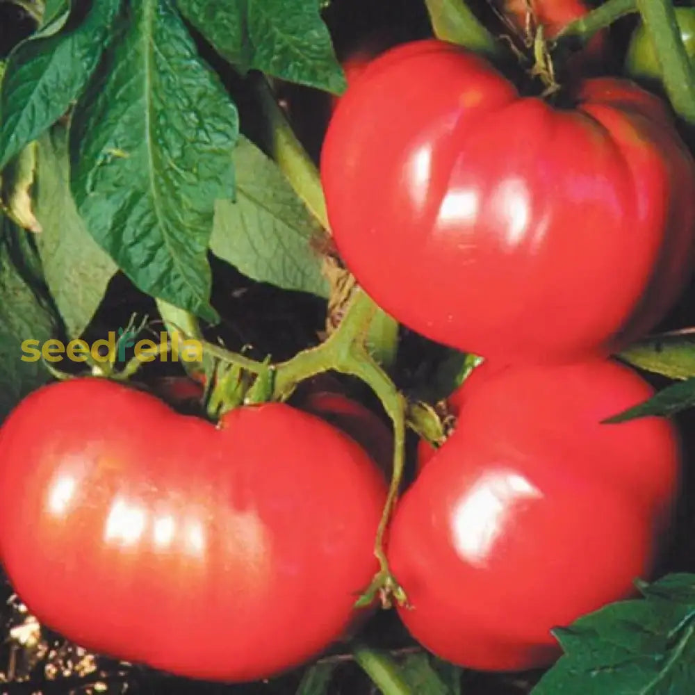 Cosmonaut Volkov tomato seeds heirloom