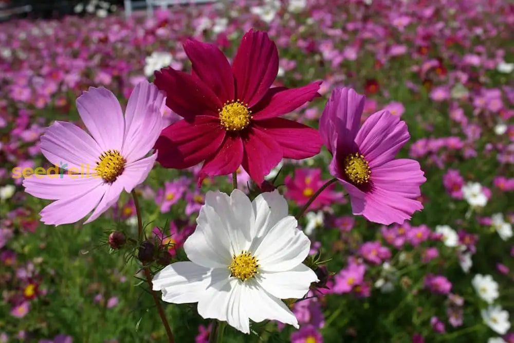 Cosmos Mix Flower Seeds For Planting - Vibrant Annual Blooms Your Garden