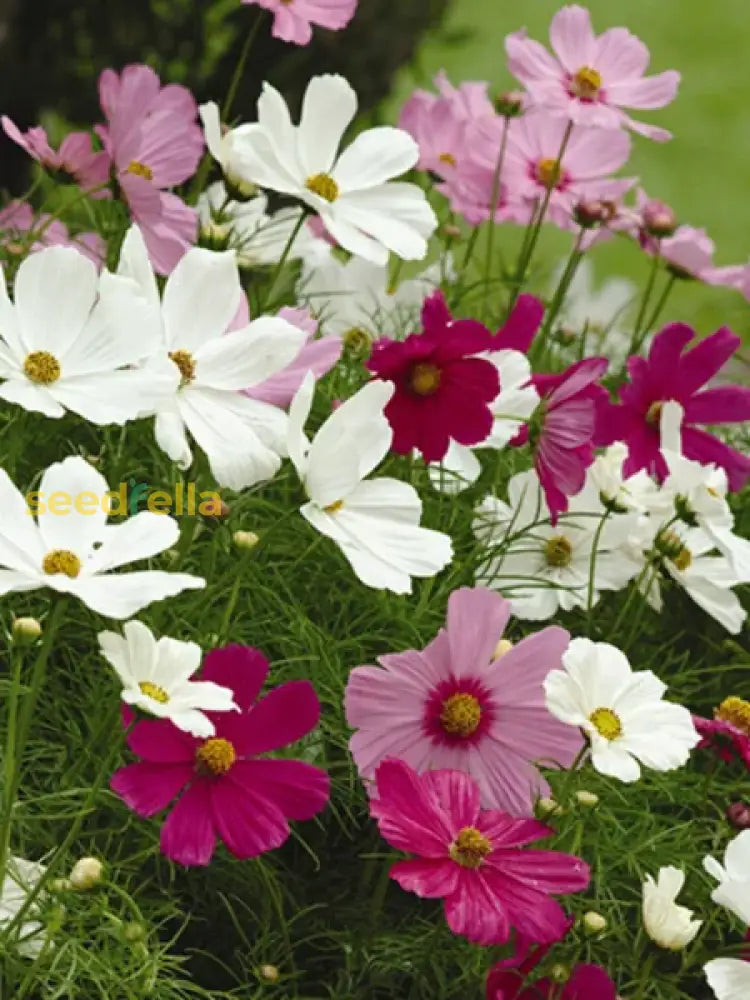 Cosmos Mix Flower Seeds For Planting - Vibrant Annual Blooms Your Garden