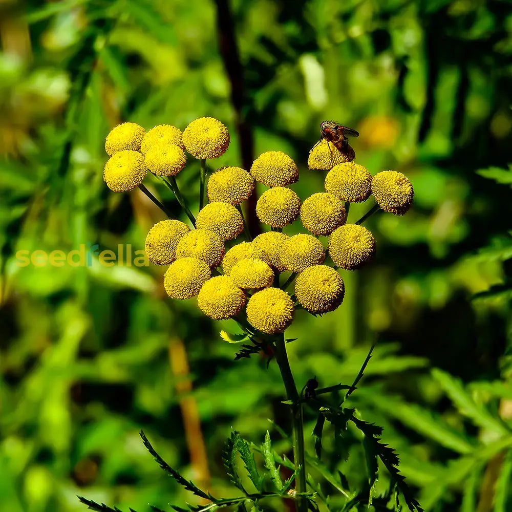 Costmary Flower Seeds For Planting Aromatic Herbs