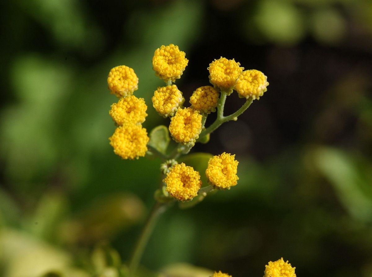Costmary Herb with Small White and Yellow Flowers