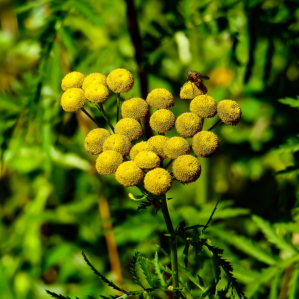 Costmary Seeds for Planting Aromatic Herbs