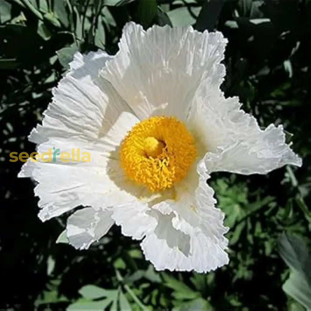 Coulteri Flower Seeds For Planting  Vibrant Blooms Your Garden