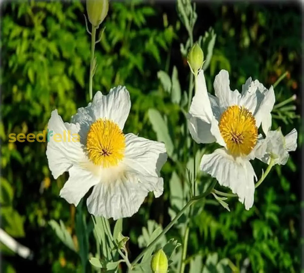 Coulteri Flower Seeds For Planting  Vibrant Blooms Your Garden