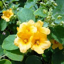 Country Mallow plants growing in dry landscape garden