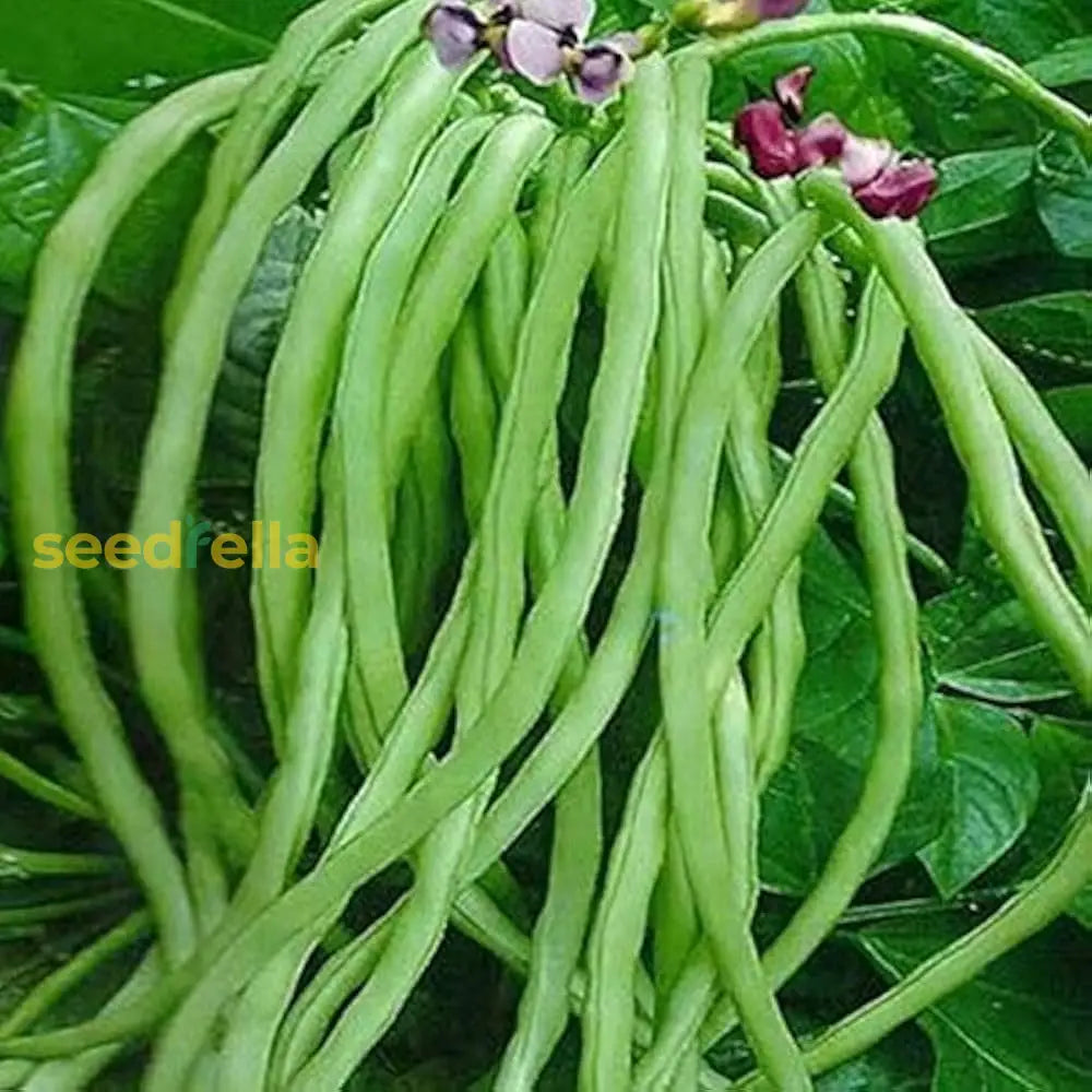 Cowpea seeds for planting in home vegetable gardens