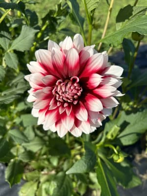 Dahlia Flower Seeds For Planting: Vibrant Red & Soothing White