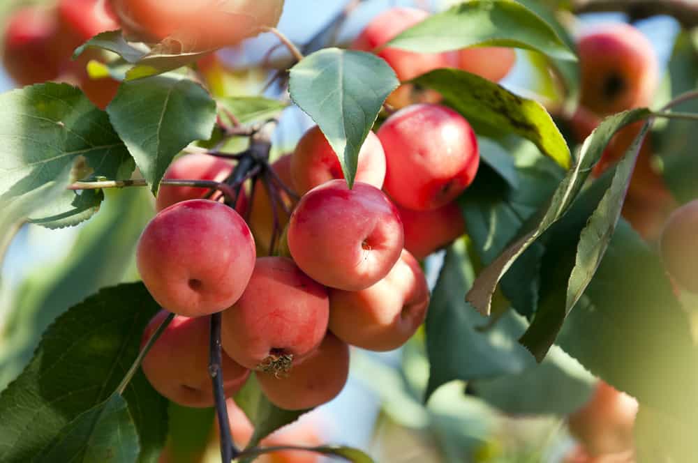 Crabapple tree with small ripe fruits