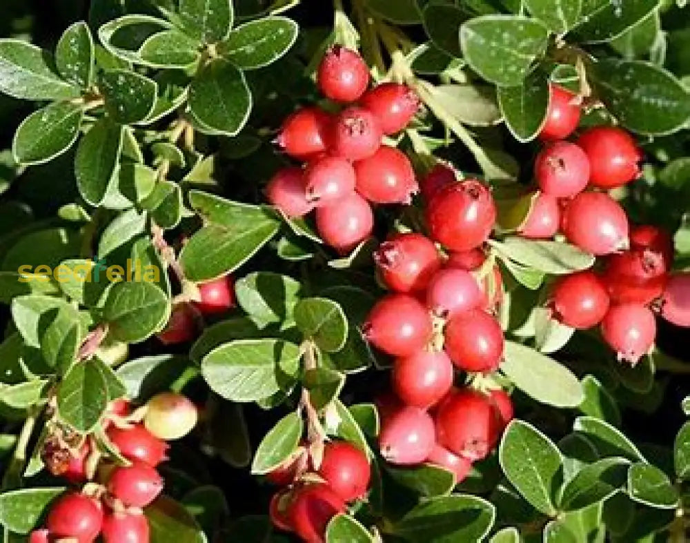 Cranberry Seeds For Planting - Vaccinium Macrocarpon Fruit