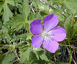 Oregon Cranesbill Geranium growing in a shaded garden