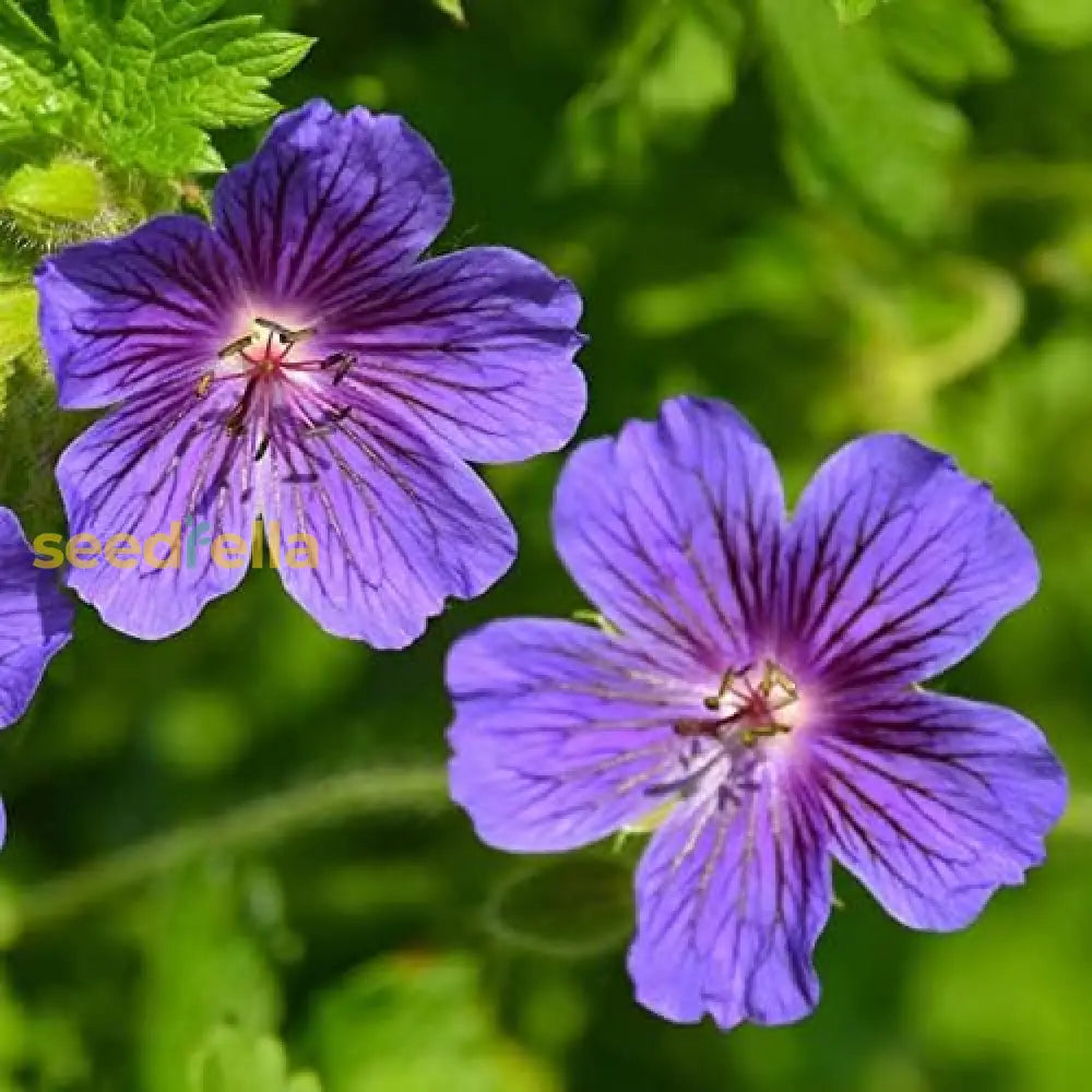 Cranesbill Geranium Seeds For Planting - Perennial Flowering Flower