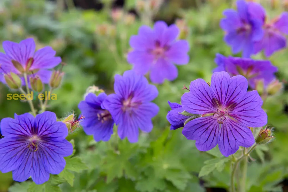 Cranesbill Geranium Seeds For Planting - Perennial Flowering Flower