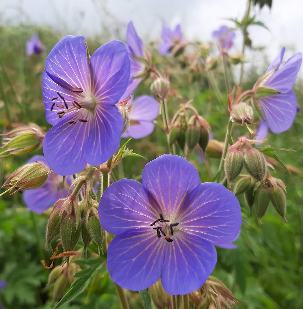 Wild Cranesbill grown from seeds in pollinator garden border