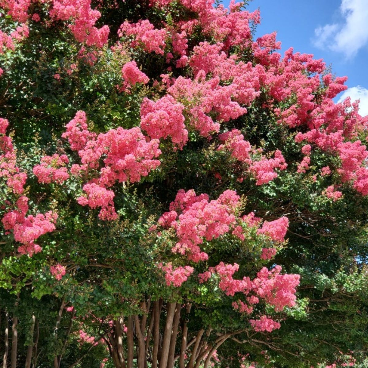 Potted Crape Myrtle plant with mixed blooms