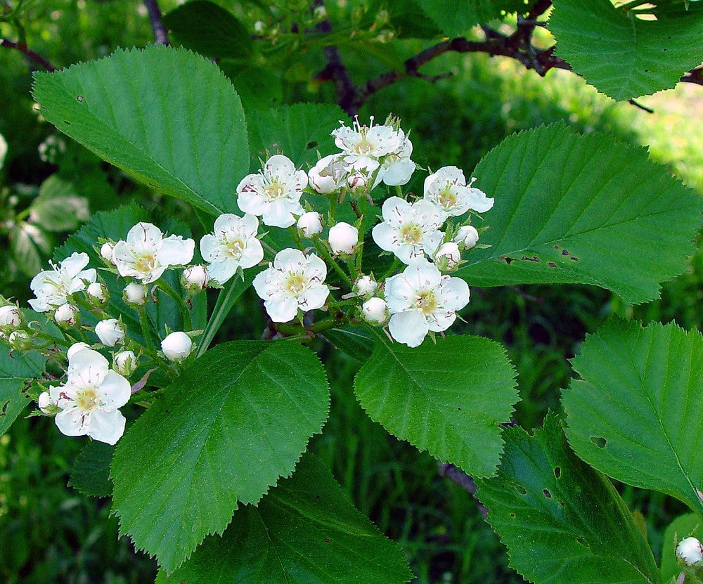 White Crataegus Flower seeds for Planting - Colorful Display, Heirloom & GMO Free Seeds for Home Garden
 
 Sale seeds for home garden