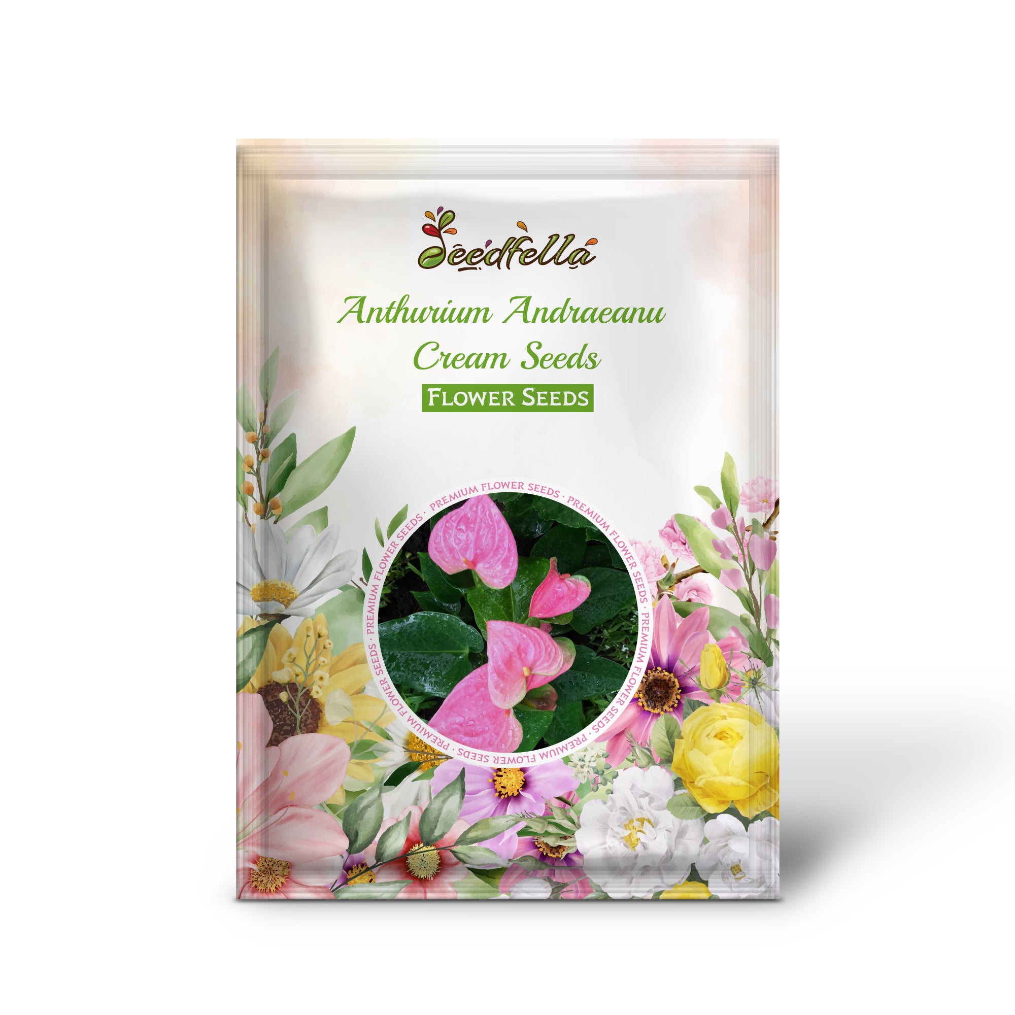 Cream Anthurium Andraeanu Flamingo Flower in bloom