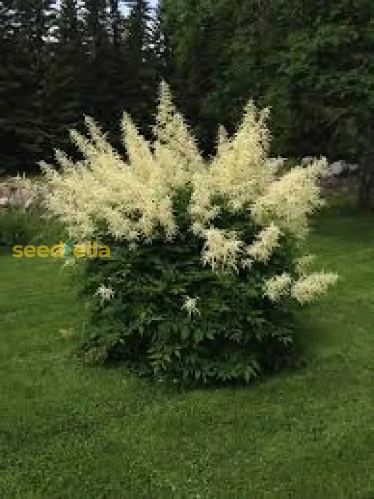 Cream Astilbe Flower Seeds Planting Guide