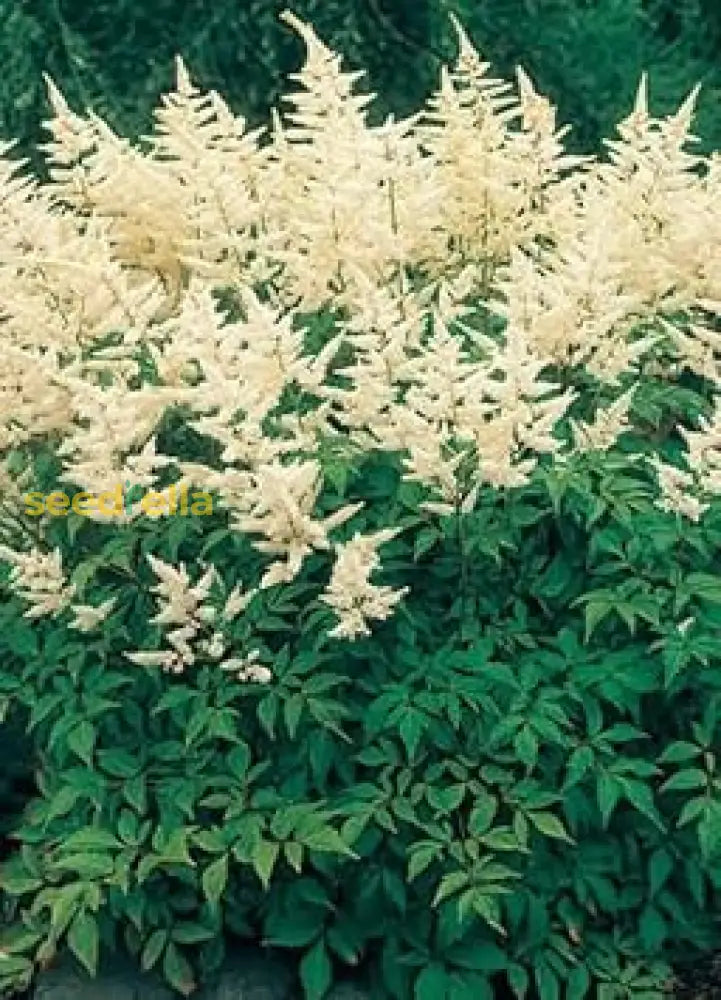 Cream Astilbe Flower Seeds Planting Guide