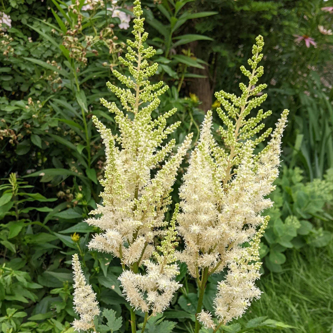 Cream Astilbe flower seeds for vibrant garden blooms
