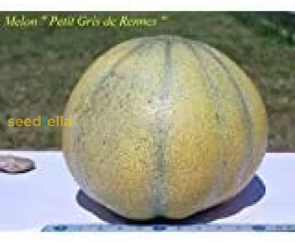 Cream Cantaloupe Seeds for Planting Non-GMO