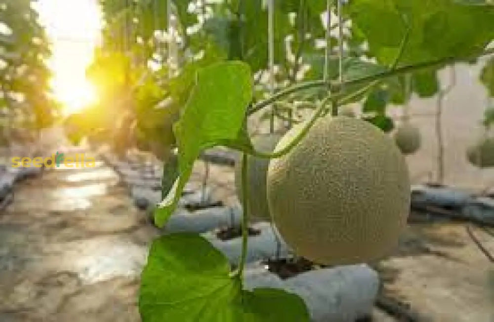 Cream Flesh Cantaloupe Melon Fruit on Vine