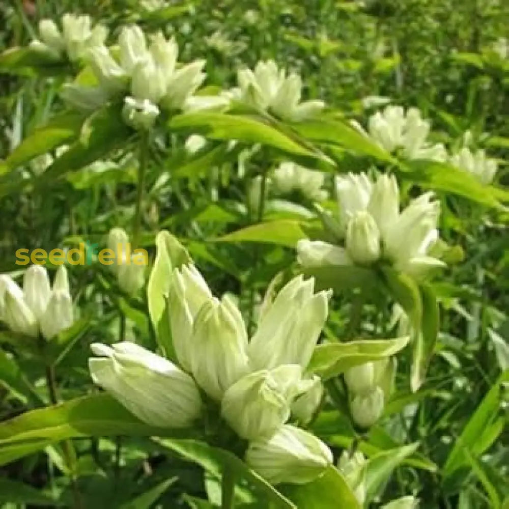 Cream Gentiana Flower Seeds For Easy Planting