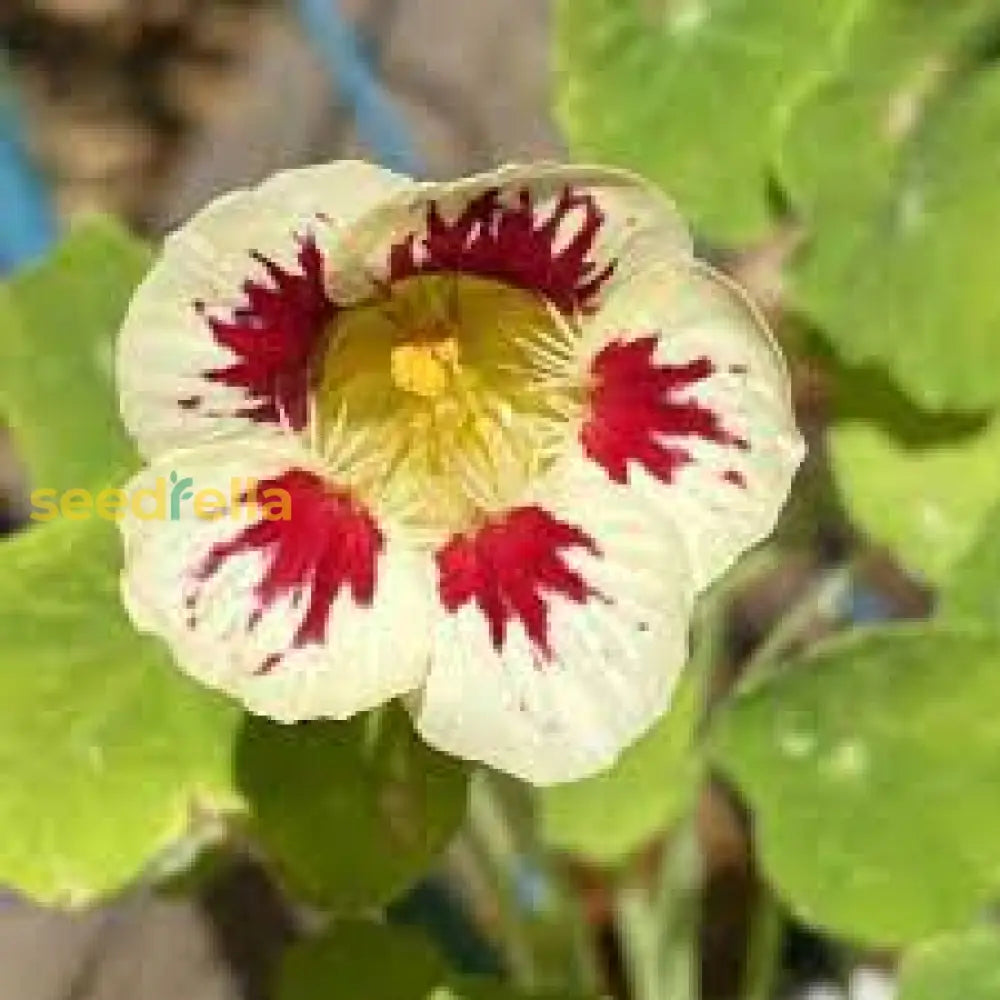 Cream Ladybird Flower Seeds For Easy Planting