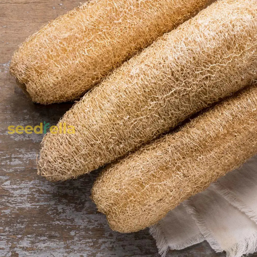 Cream Luffa Seeds For Planting  Grow Delicious Vegetables Vegetable Seeds