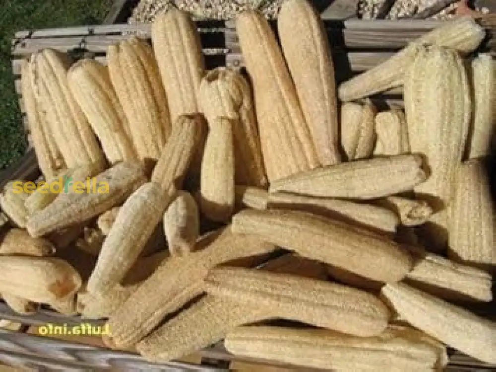 Cream Luffa Seeds For Planting  Grow Delicious Vegetables Vegetable Seeds