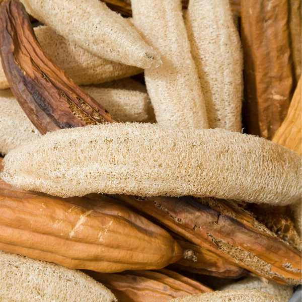 Cream Luffa seeds for planting