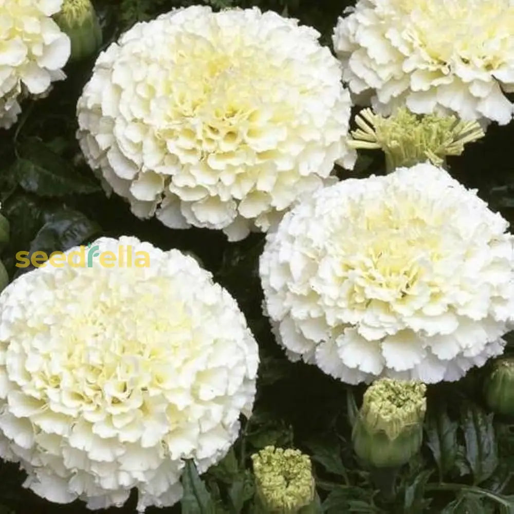 Cream Marigold Flower Seeds For Planting - Vibrant Annual Blooms Your Garden