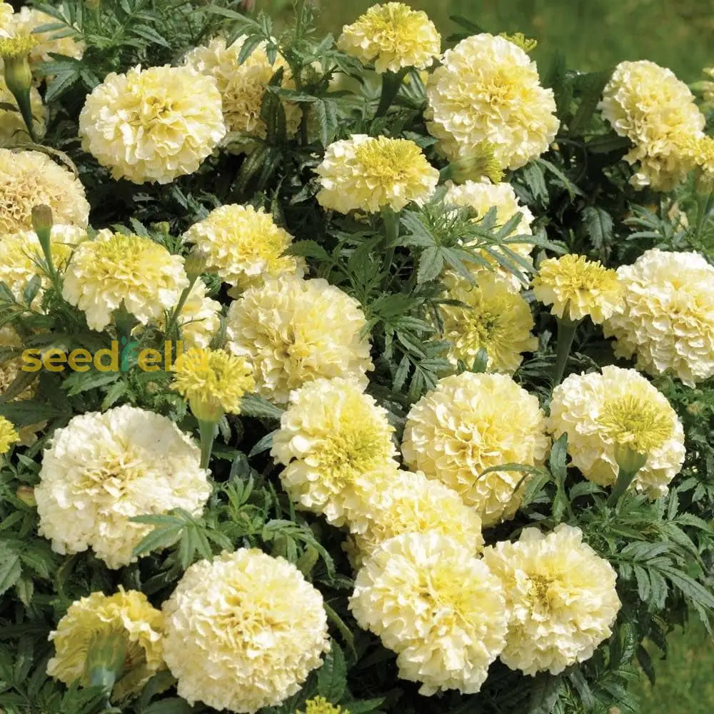 Cream Marigold Flower Seeds For Planting - Vibrant Annual Blooms Your Garden