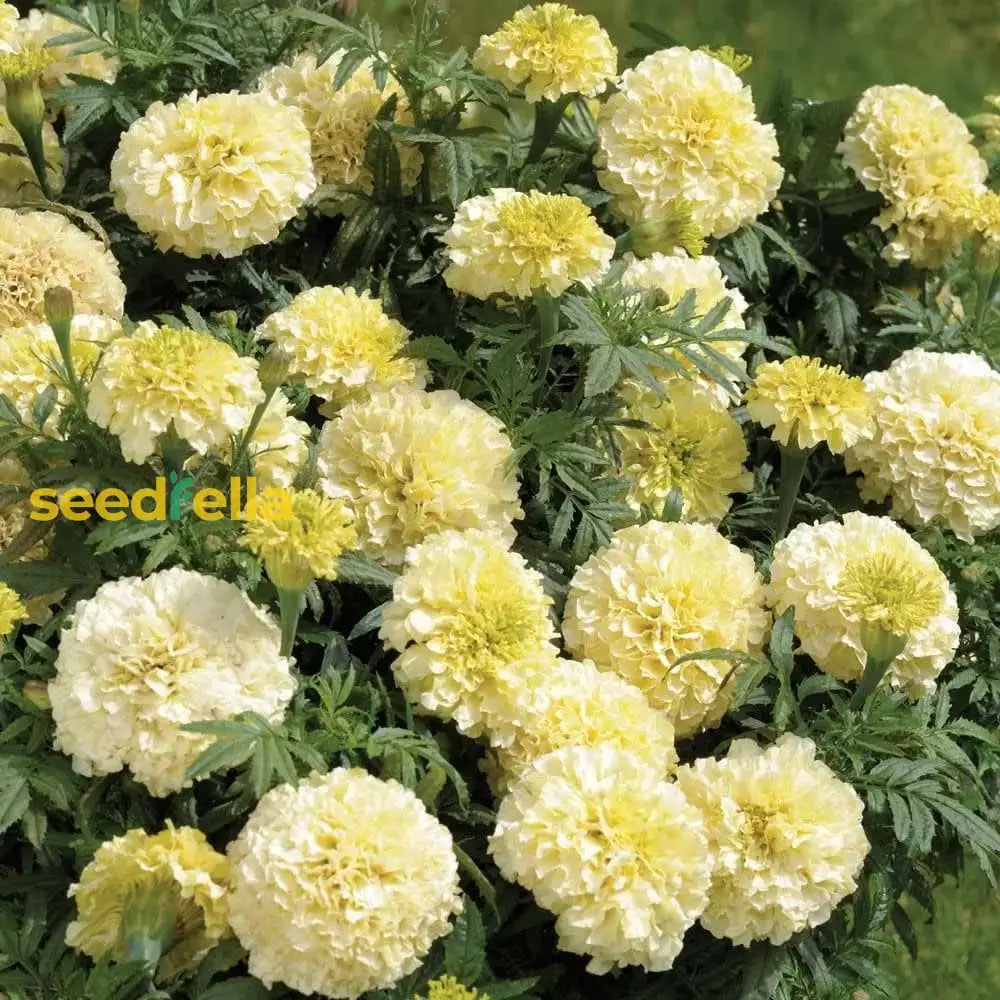 Cream Marigold Flower Seeds For Planting - Vibrant Annual Blooms Your Garden