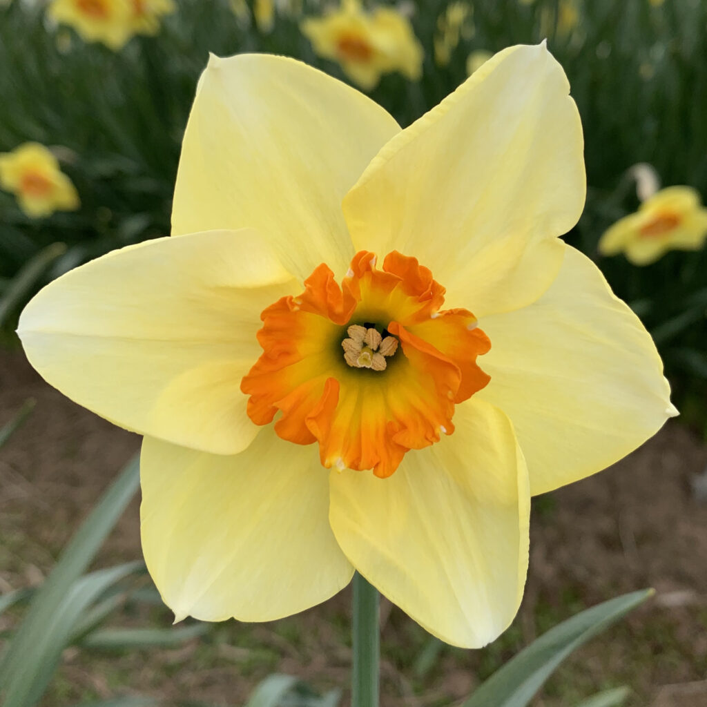 Cream Orange Daffodil Flower Seeds for Planting