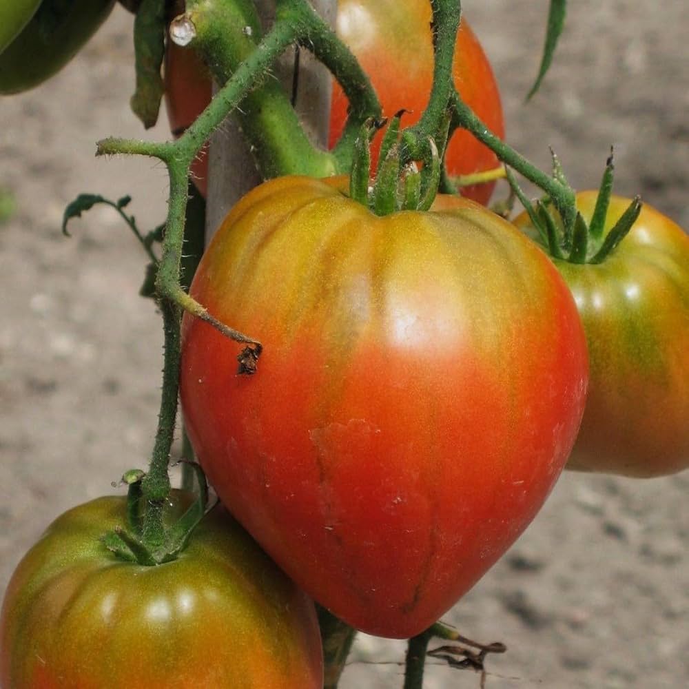 Cream Orange tomato seeds for planting non GMO high yield variety