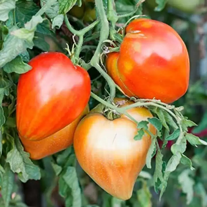 Organic style non GMO Cream Orange tomato seeds for gardeners