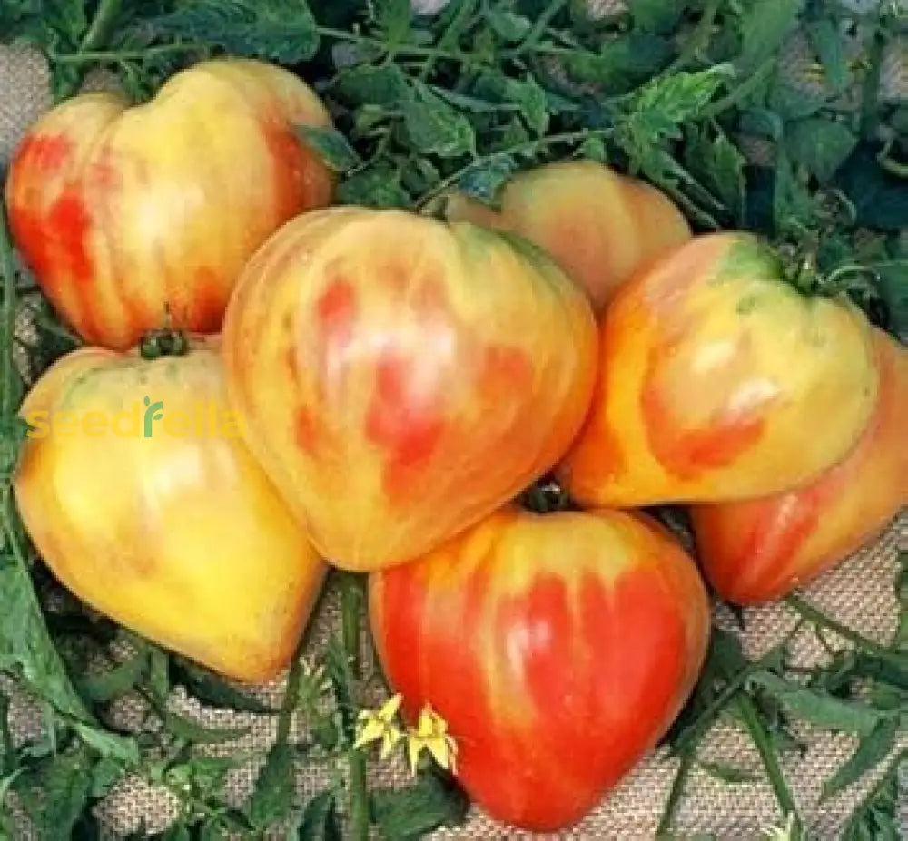 Cream Orange Tomato Vegetable Seeds For Planting