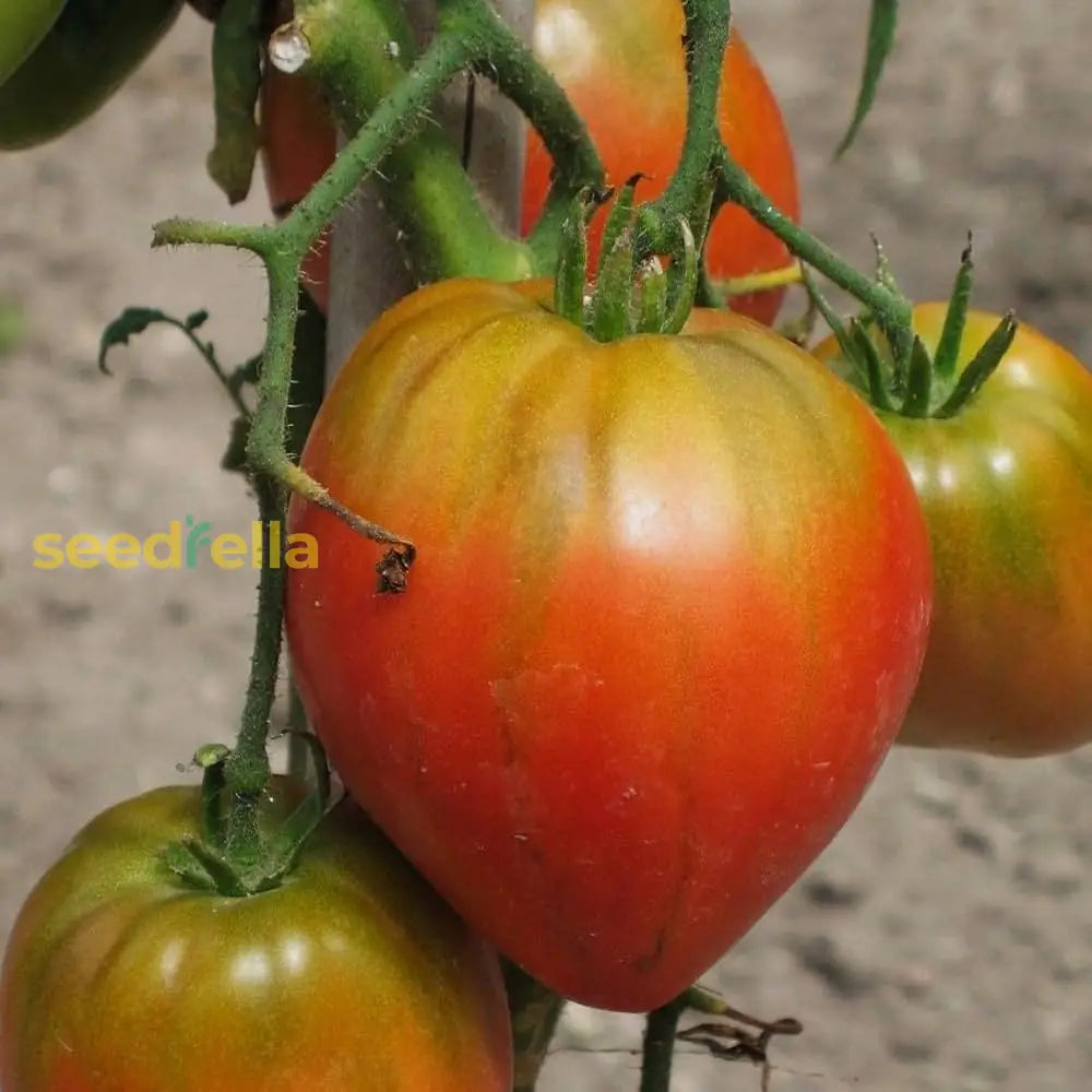 Cream Orange Tomato Vegetable Seeds For Planting