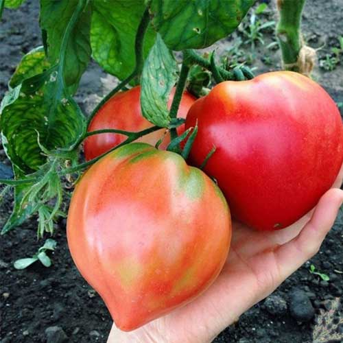 Non GMO Cream Orange tomato seeds indeterminate tomato variety