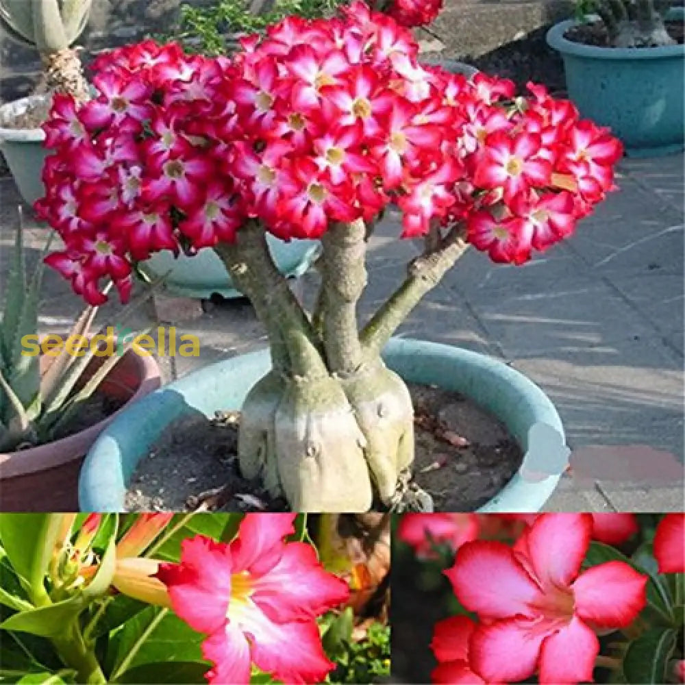 Cream Pink Adenium Obesum Flower Seeds For Planting