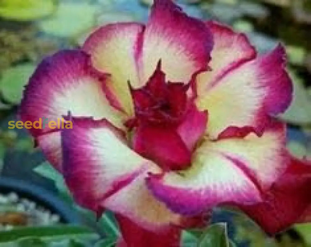 Cream Pink Adenium Obesum Flower Seeds For Planting