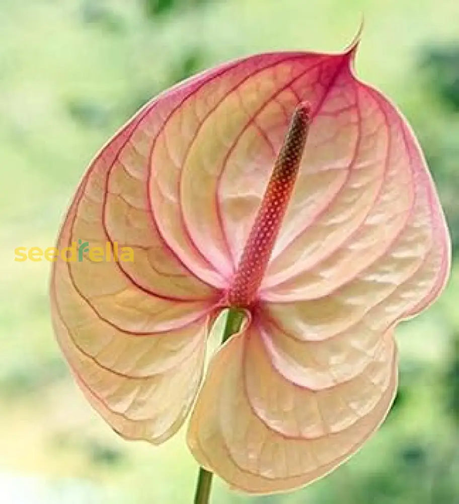 Cream Pink Anthurium Flower Seeds For Easy Planting