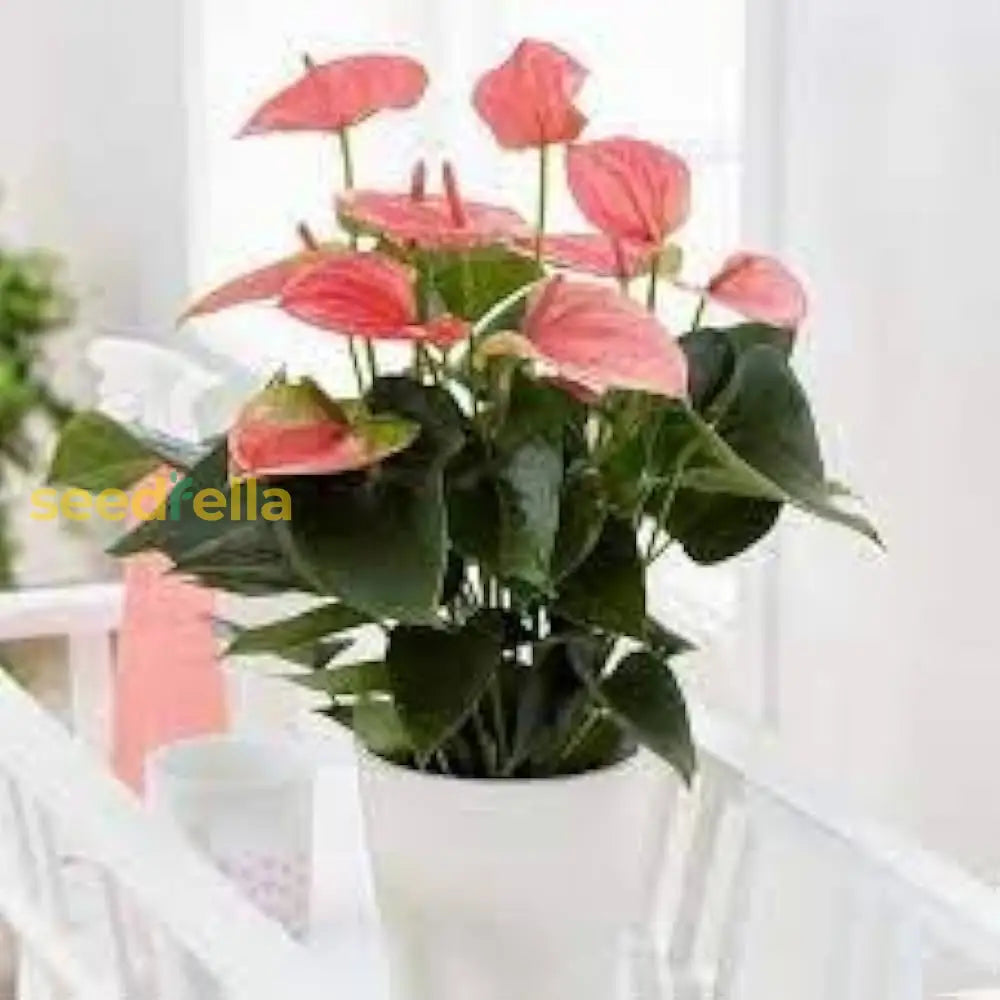 Cream Pink Anthurium Flower Seeds For Easy Planting