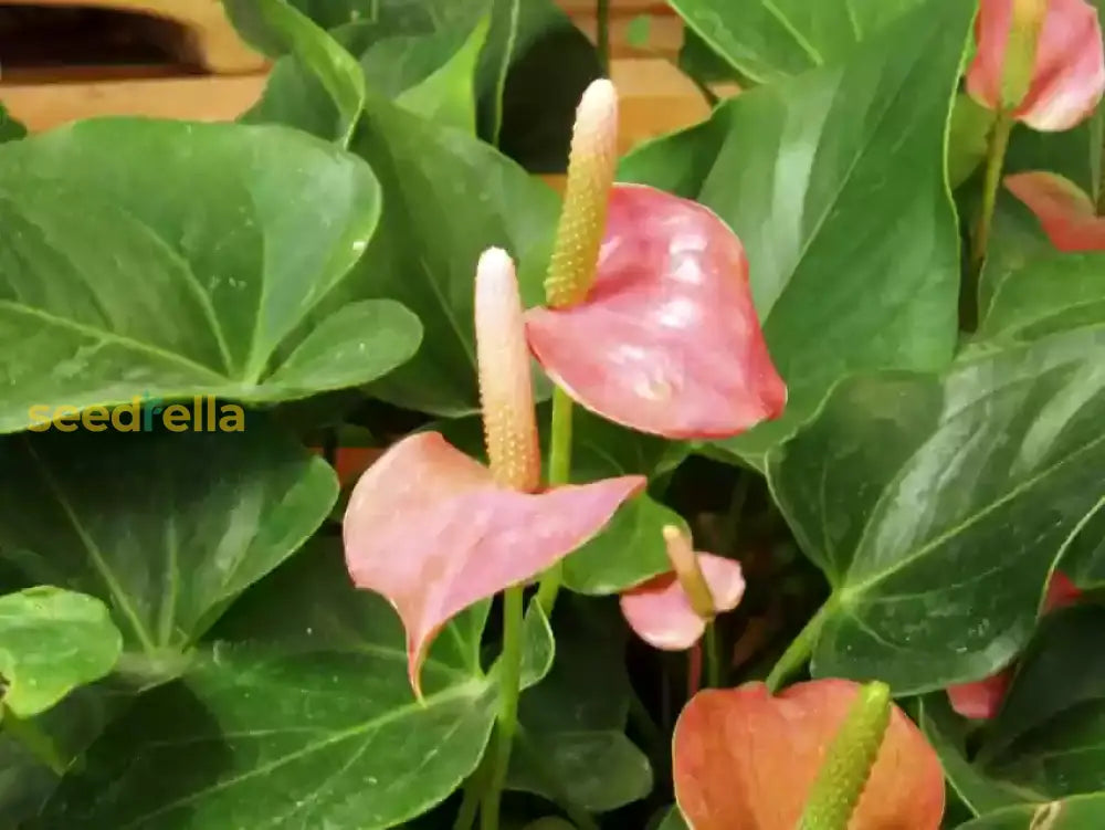 Cream Pink Anthurium Flower Seeds For Easy Planting