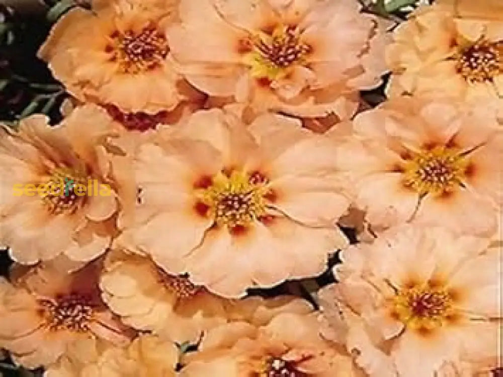 Cream Portulaca Flower Seeds For Planting