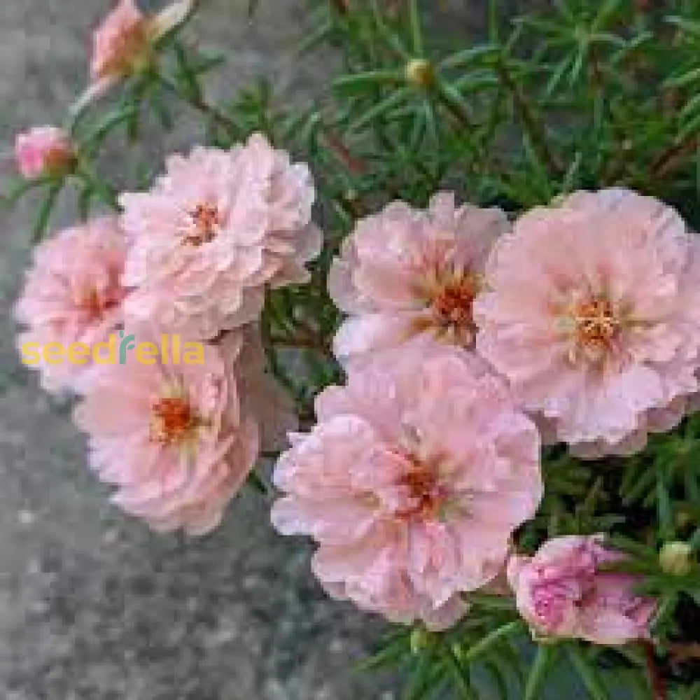 Cream Portulaca Flower Seeds For Planting